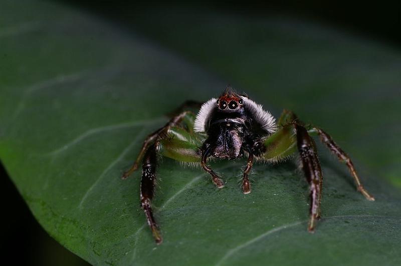 Mopsus_mormon_D8152_Z_88_Brisbane_Australie.jpg