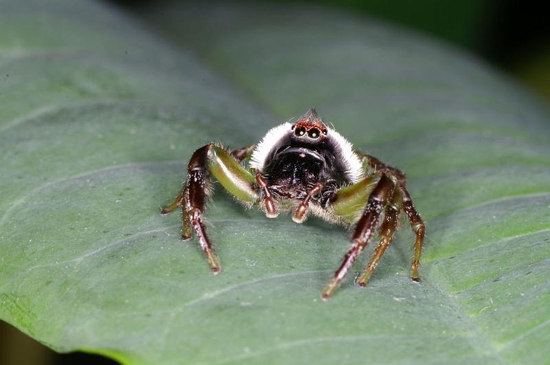 Mopsus_mormon_D8153_Z_89_Brisbane_Australie.jpg