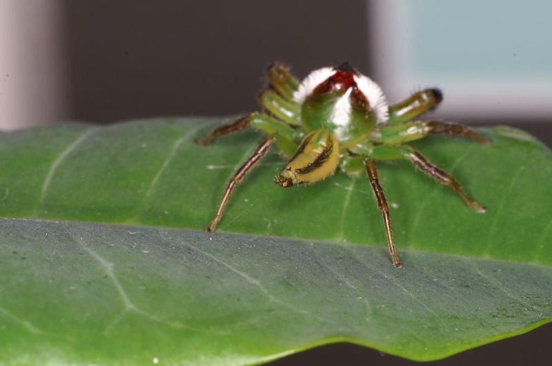 Mopsus_mormon_D8155_Z_88_Brisbane_Australie.jpg