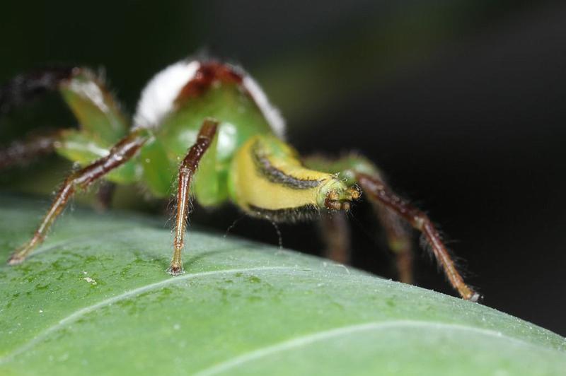 Mopsus_mormon_D8156_Z_89_Brisbane_Australie.jpg