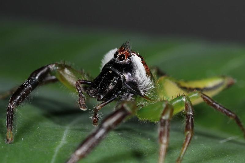 Mopsus_mormon_D8157_Z_89_Brisbane_Australie.jpg