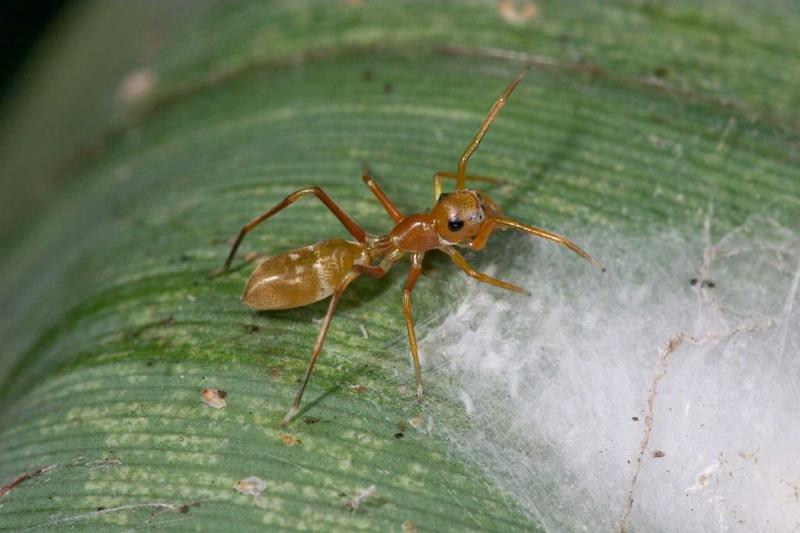 Myrmarachne_plataleoides_D2600_Z_90_-_Australie.jpg