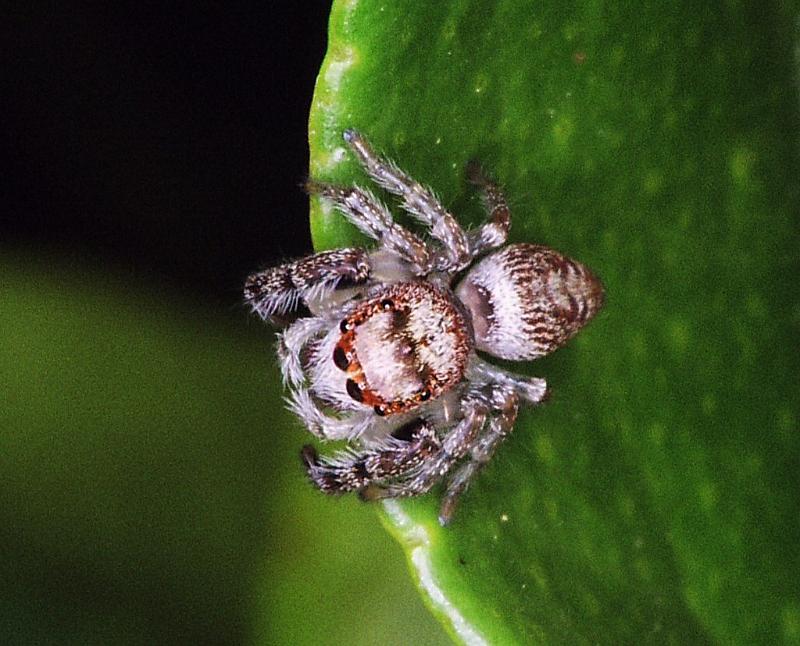 Opisthoncus_ZZ250_F2366_O_80_Thames_Nieuw-Zeeland.jpg