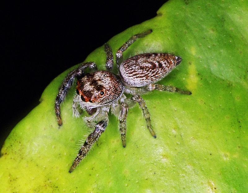 Opisthoncus_ZZ250_F2368_Z_86_Thames_Nieuw-Zeeland.jpg