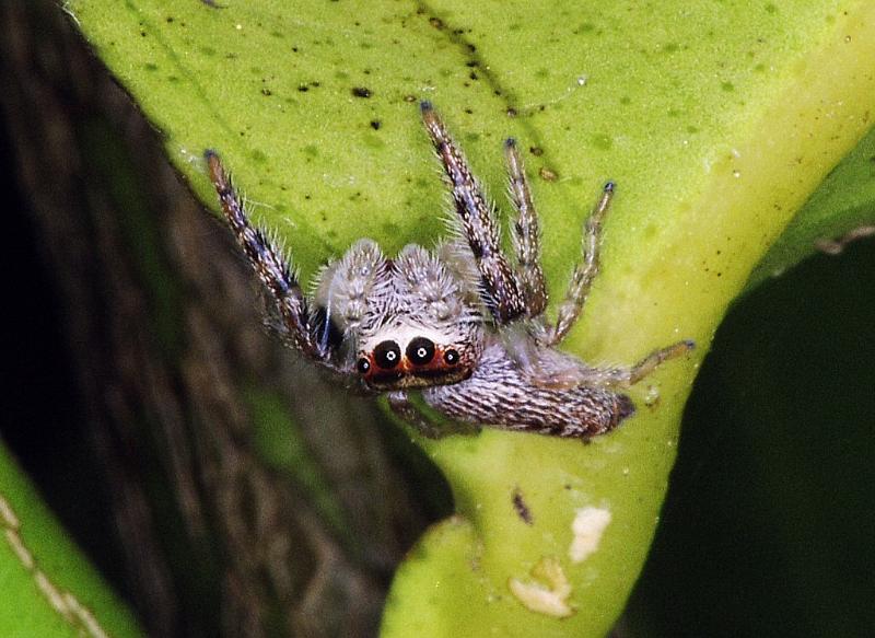 Opisthoncus_ZZ250_F2370_Z_85_Thames_Nieuw-Zeeland.jpg