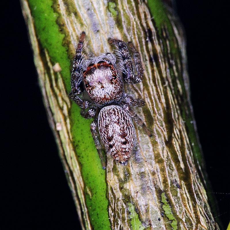 Opisthoncus_ZZ250_F2371_Z_88_Thames_Nieuw-Zeeland.jpg