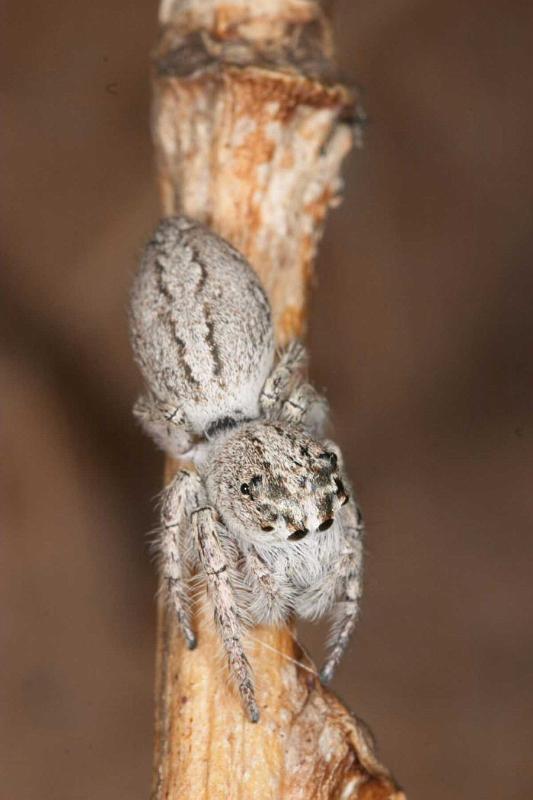 Opisthoncus_ZZ275_D2615_Z_87_-_Australie.jpg