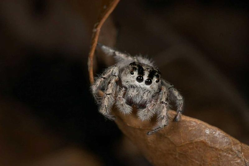 Opisthoncus_ZZ275_D2617_Z_80_-_Australie.jpg