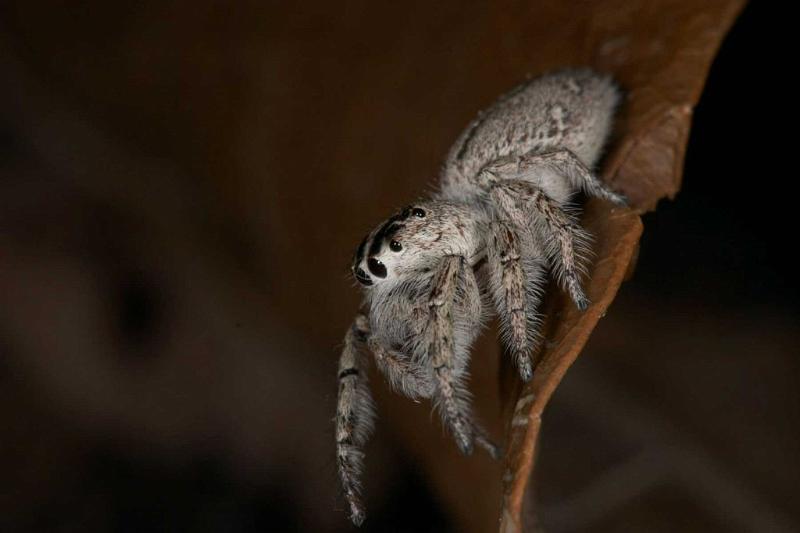 Opisthoncus_ZZ275_D2618_Z_82_-_Australie.jpg