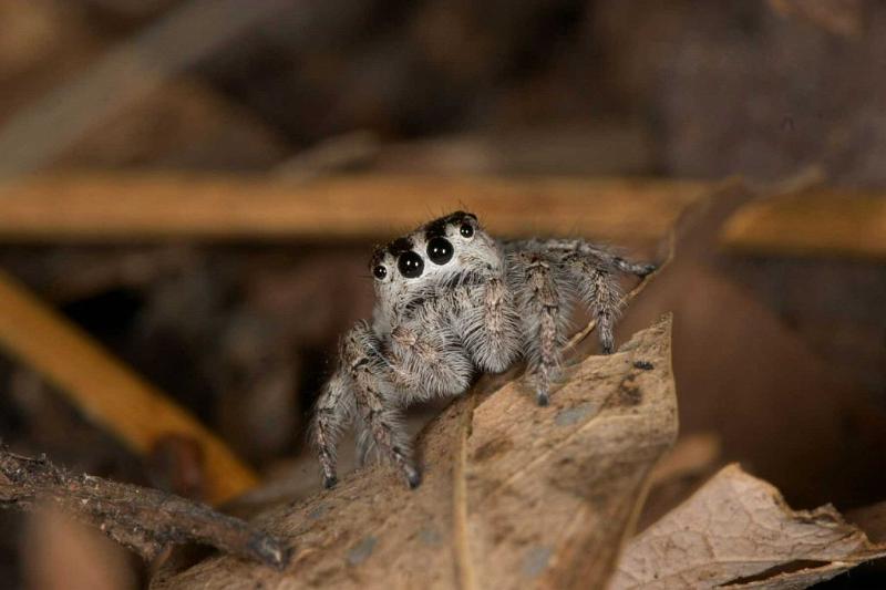 Opisthoncus_ZZ275_D2620_Z_83_-_Australie.jpg