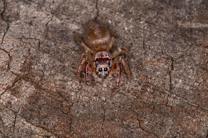 Opisthoncus_ZZ398_D5516_Z_90_Roma_Australie.jpg