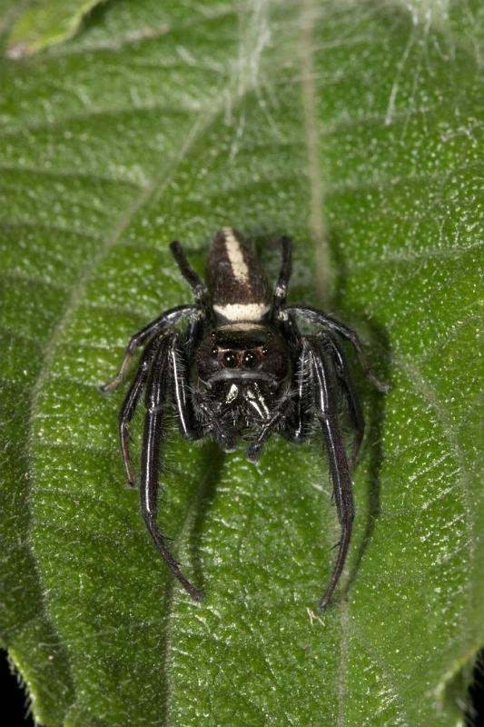 Opisthoncus_mordax_D2608_Z_86_-_Australie.jpg