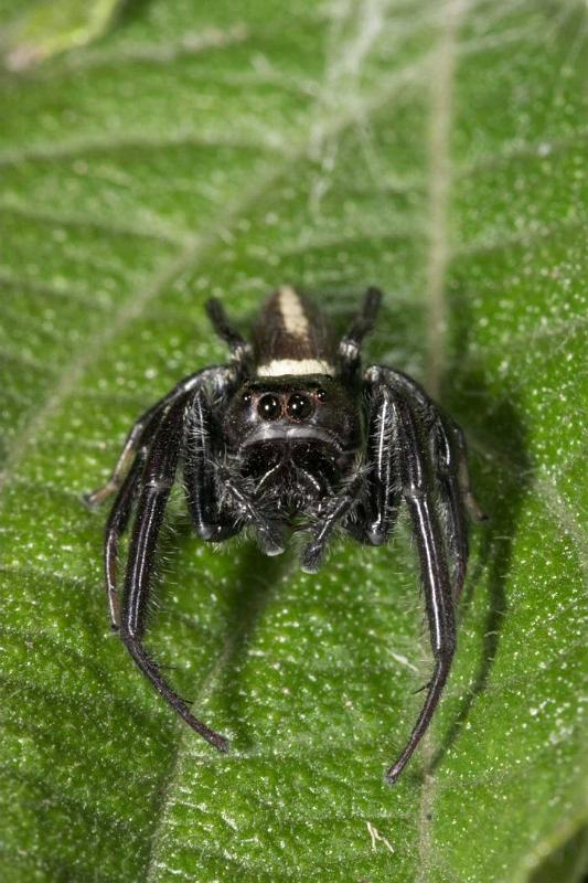 Opisthoncus_mordax_D2609_Z_86_-_Australie.jpg