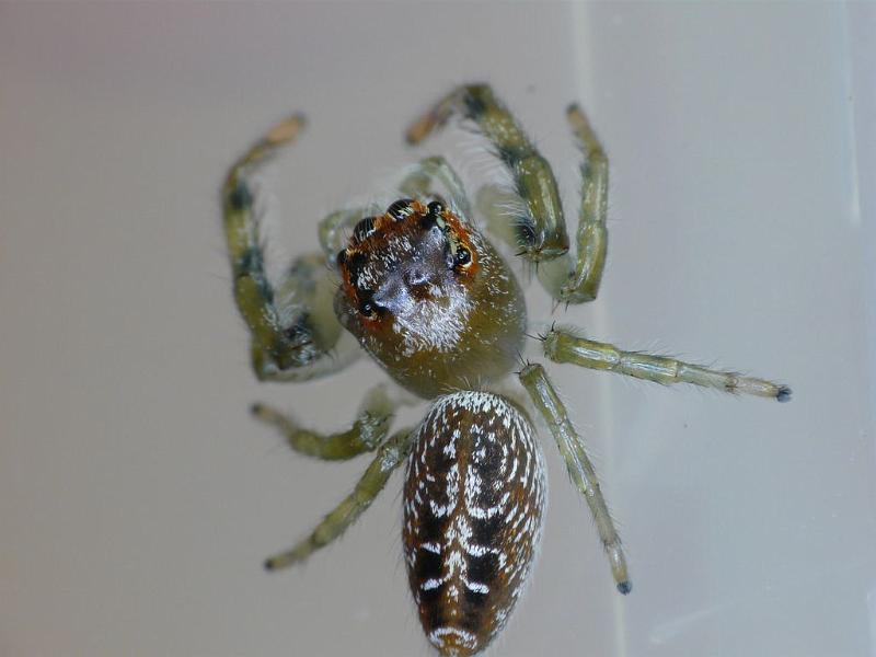 Opisthoncus_mordax_D6839_D_87_Brisbane_Australie.jpg