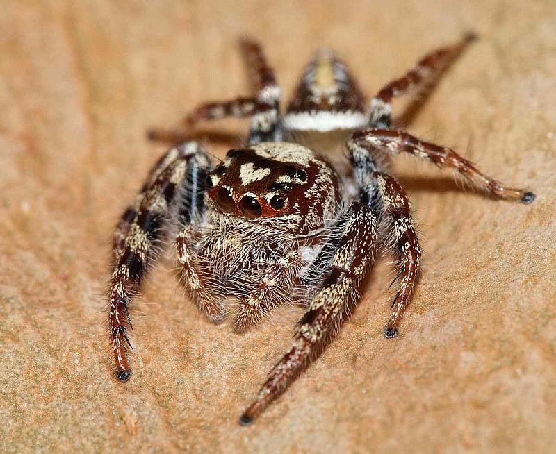 Opisthoncus_parcedentatus_D3973_Z_85_Sydney_Australie.jpg