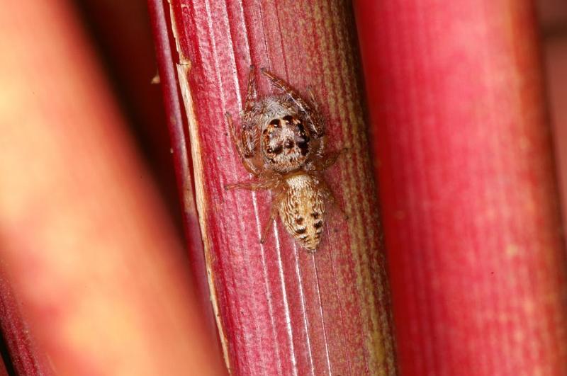 Opisthoncus_parcedentatus_D5415_Z_88_Yungaburra_Australie.jpg