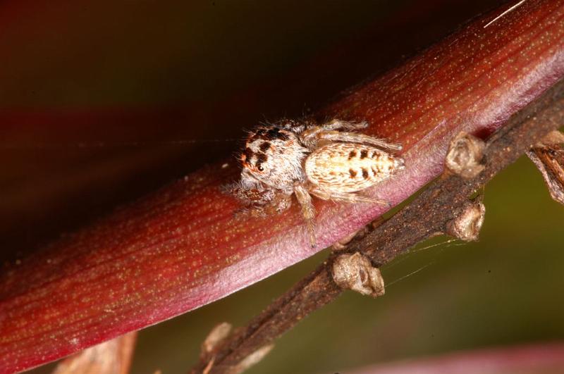 Opisthoncus_parcedentatus_D5416_Z_80_Yungaburra_Australie.jpg