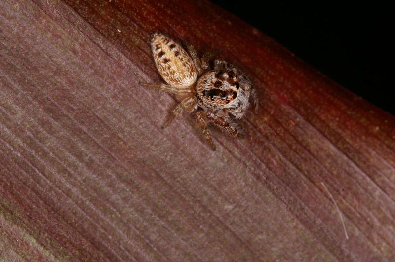 Opisthoncus_parcedentatus_D5418_Z_88_Yungaburra_Australie.jpg