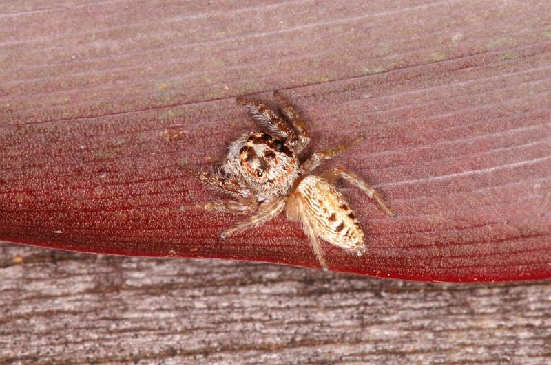 Opisthoncus_parcedentatus_D5419_Z_88_Yungaburra_Australie.jpg