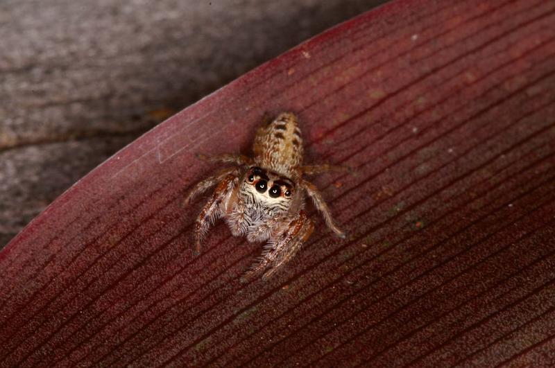 Opisthoncus_parcedentatus_D5420_Z_85_Yungaburra_Australie.jpg