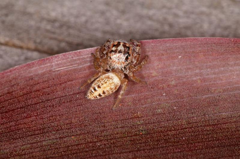 Opisthoncus_parcedentatus_D5421_Z_89_Yungaburra_Australie.jpg