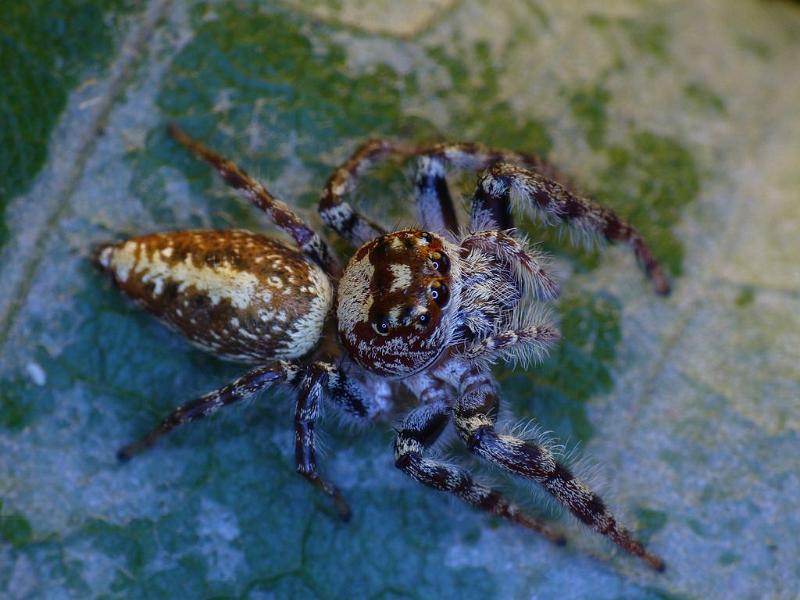 Opisthoncus_parcedentatus_D6409_Z_88_Brisbane_Australie.jpg