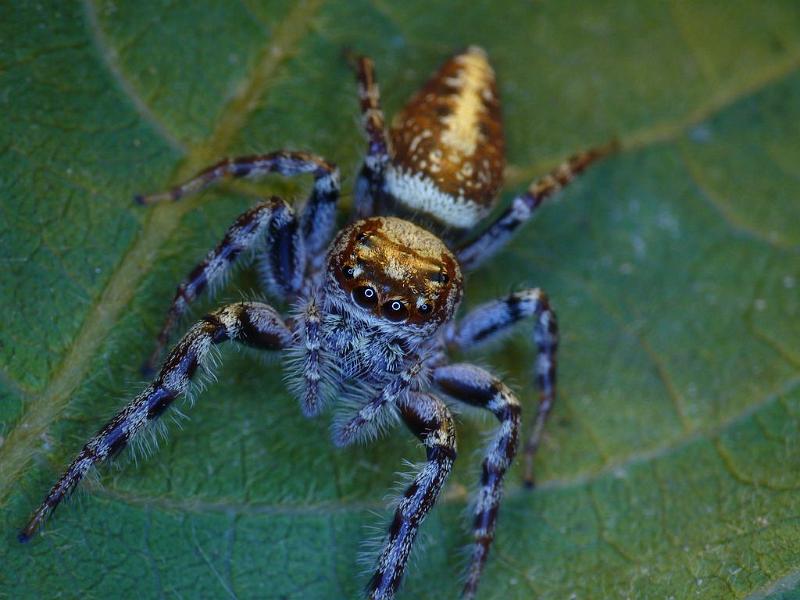 Opisthoncus_parcedentatus_D6410_Z_88_Brisbane_Australie.jpg