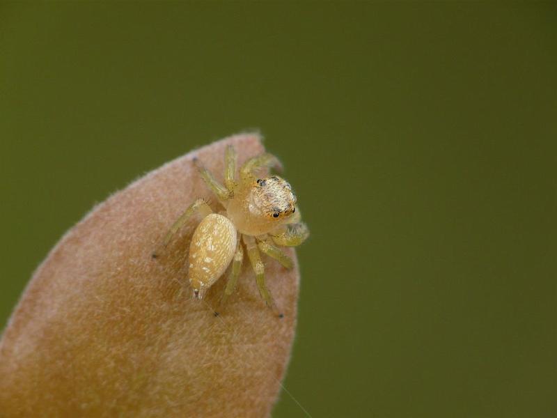 Opisthoncus_parcedentatus_D6506_Z_87_Brisbane_Australie.jpg