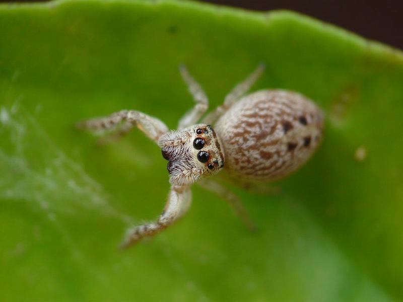 Opisthoncus_parcedentatus_D6523_Z_83_Brisbane_Australie.jpg