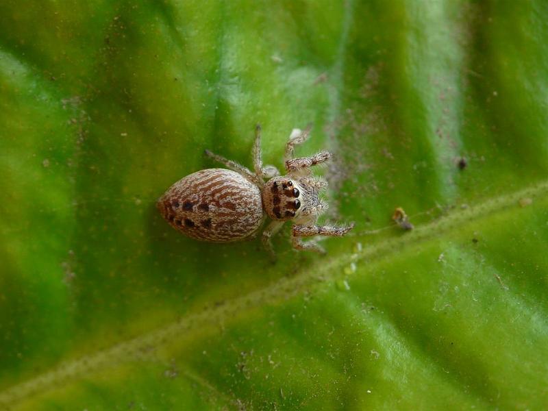 Opisthoncus_parcedentatus_D6524_Z_85_Brisbane_Australie.jpg