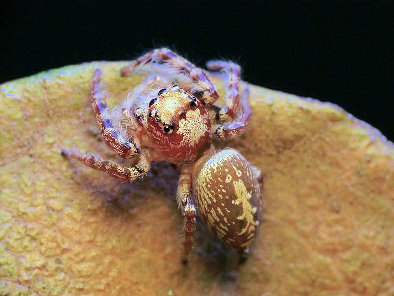 Opisthoncus_parcedentatus_D6622_Z_88_Brisbane_Australie.jpg