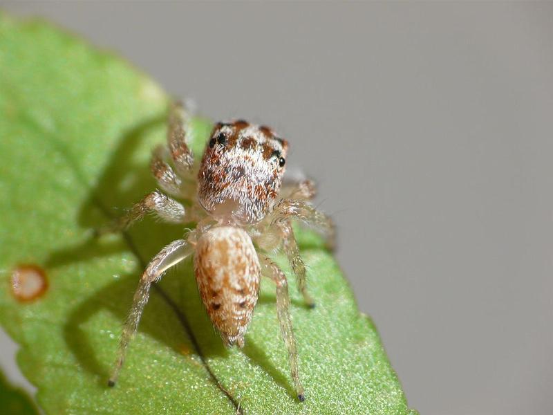 Opisthoncus_parcedentatus_D6701_O_86_Brisbane_Australie.jpg