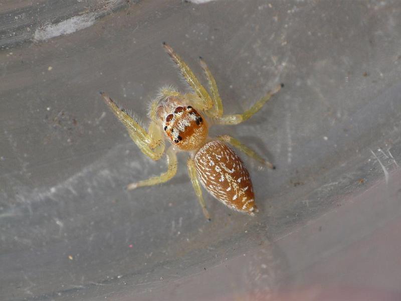 Opisthoncus_parcedentatus_D6747_O_89_Brisbane_Australie.jpg