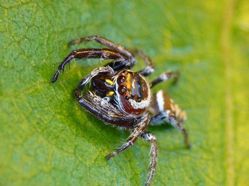 Opisthoncus_polyphemus_D6718_Z_88_Brisbane_Australie.jpg