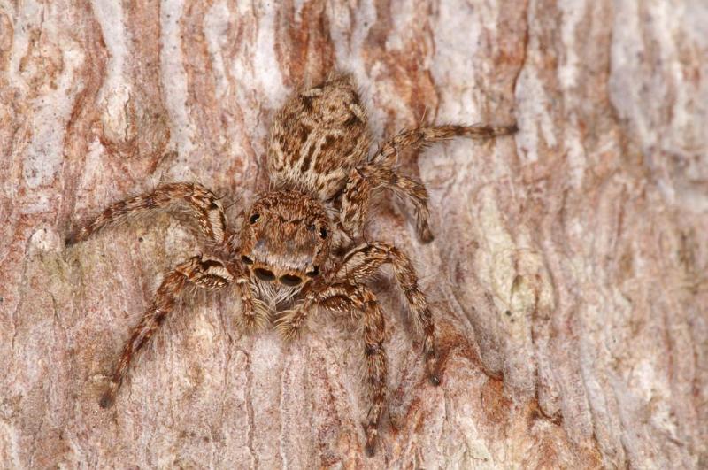 Plexippus_petersi_D5409_Z_90_Lakeland_Australie.jpg