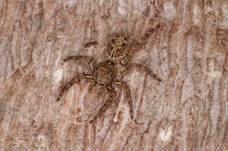 Plexippus_petersi_D5410_Z_90_Lakeland_Australie.jpg