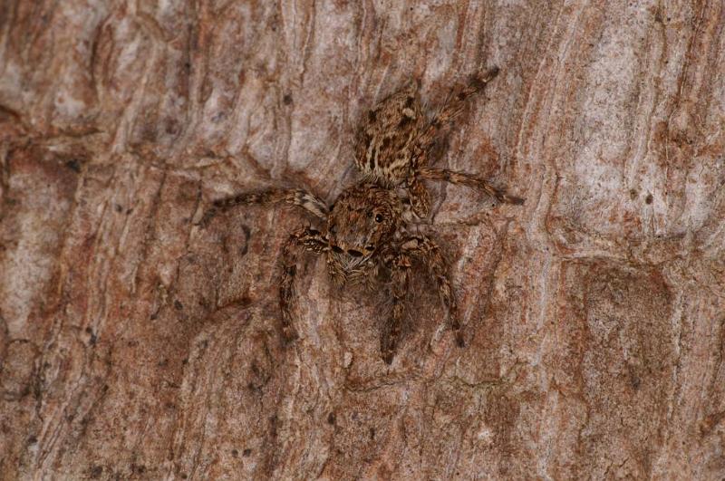 Plexippus_petersi_D5411_Z_90_Lakeland_Australie.jpg