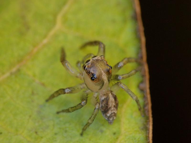 Prostheclina_pallida_D6649_Z_87_Brisbane_Australie.jpg