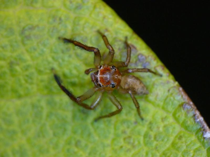 Prostheclina_pallida_D6655_Z_87_Brisbane_Australie.jpg