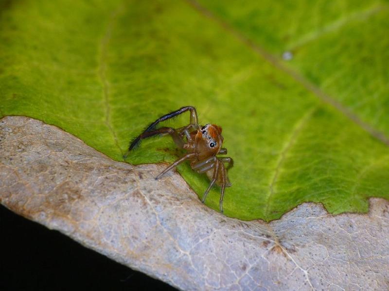 Prostheclina_pallida_D6657_Z_88_Brisbane_Australie.jpg