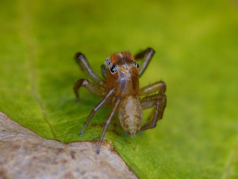 Prostheclina_pallida_D6658_Z_88_Brisbane_Australie.jpg