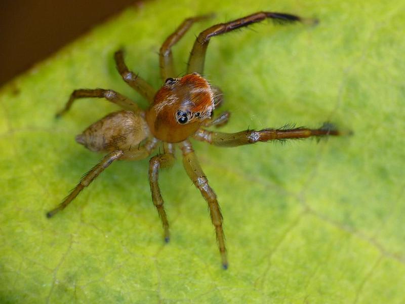 Prostheclina_pallida_D6659_Z_88_Brisbane_Australie.jpg