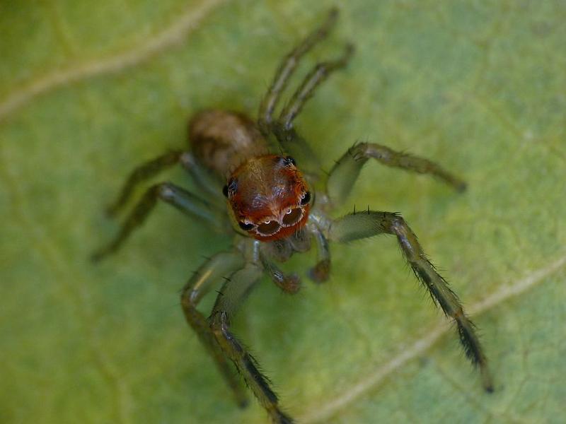 Prostheclina_pallida_D6660_Z_87_Brisbane_Australie.jpg