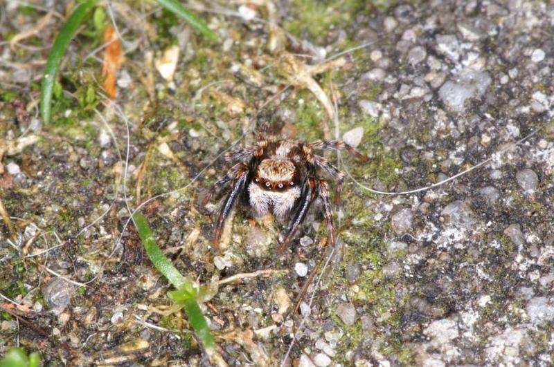 Pseudophrys_lanigera_D3911_Z_80_Badhoevedorp_Nederland.jpg