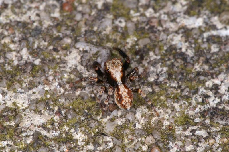 Pseudophrys_lanigera_D3917_Z_89_Badhoevedorp_Nederland.jpg