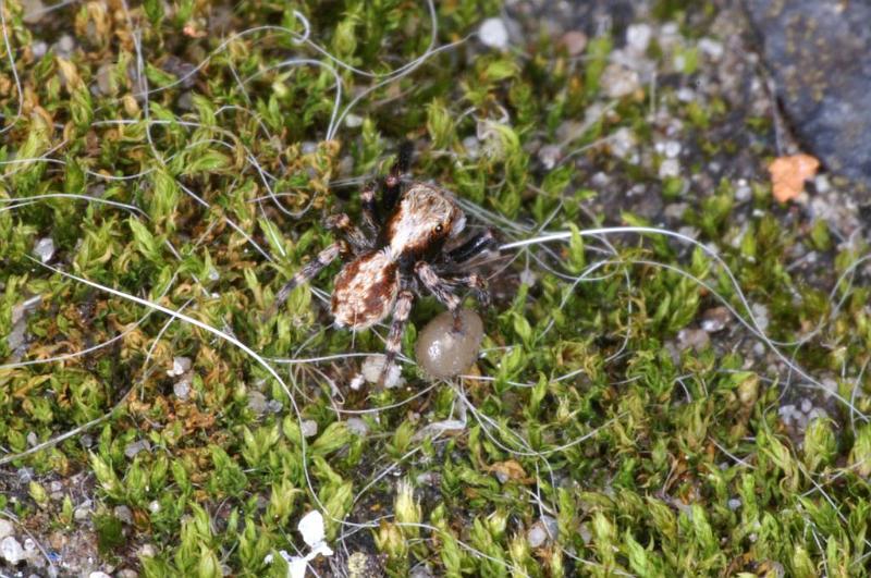 Pseudophrys_lanigera_D3920_Z_89_Badhoevedorp_Nederland.jpg