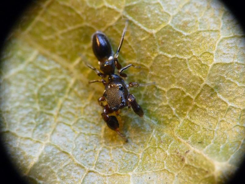 Rhombonotus_gracilis_D6314_Z_82_Brisbane_Australie.jpg