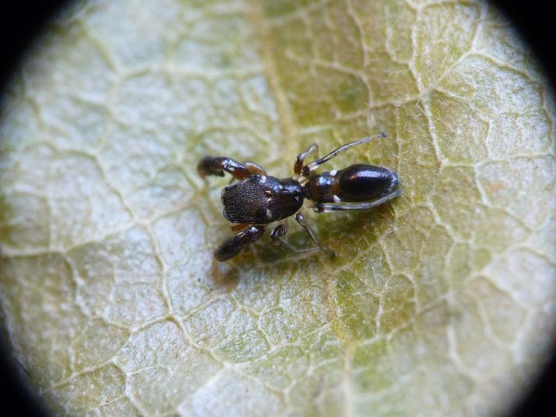 Rhombonotus_gracilis_D6319_Z_83_Brisbane_Australie.jpg