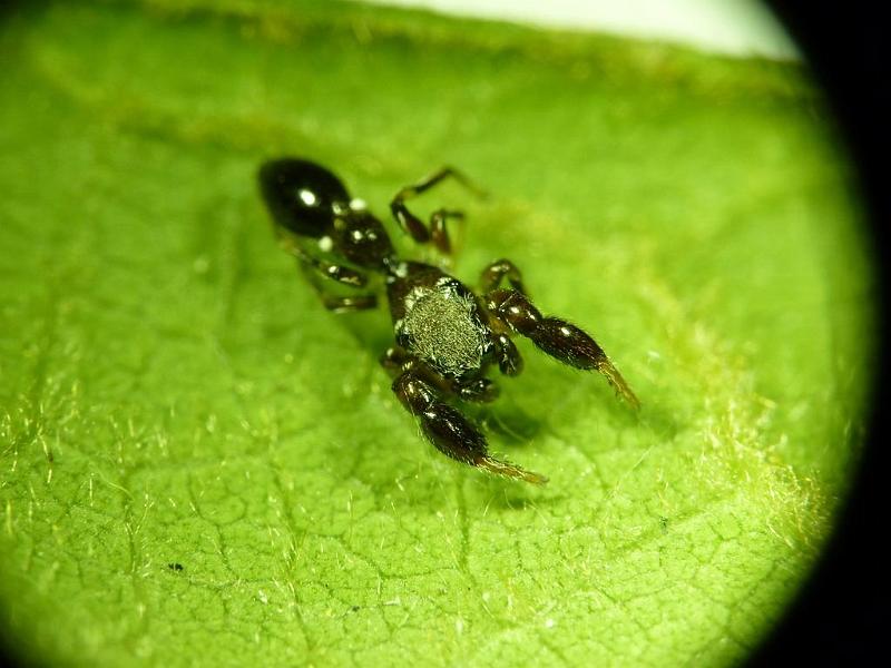 Rhombonotus_gracilis_D6709_Z_82_Brisbane_Australie.jpg