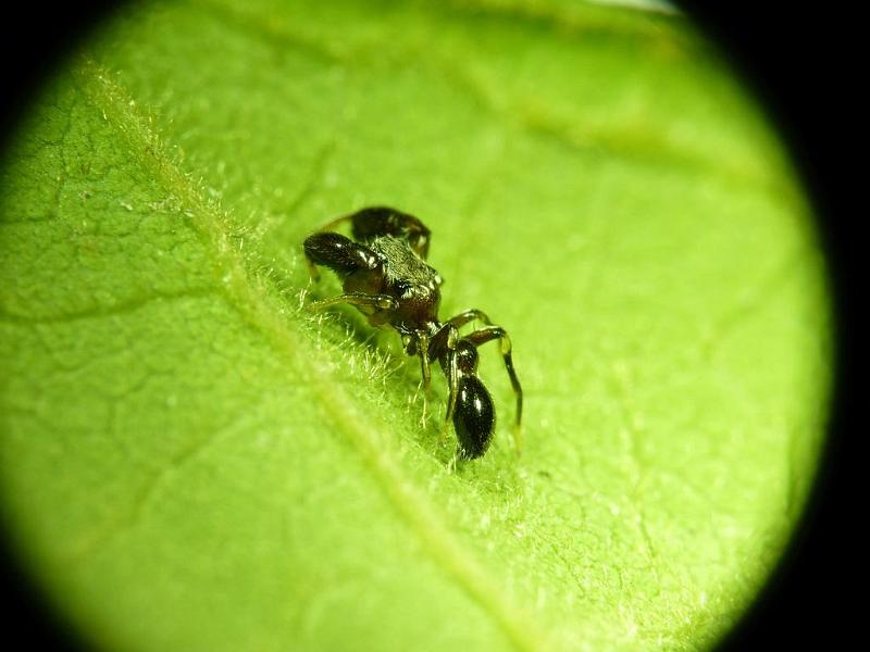 Rhombonotus_gracilis_D6710_Z_85_Brisbane_Australie.jpg